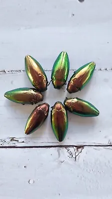 Rare Golden Red Buprestidae Jewel Beetle Taxidermy Insect Entomology Lot Of 10 • $39.99