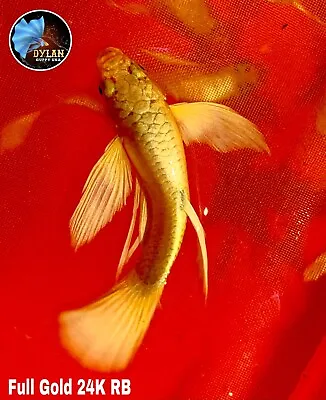 $29.95 • Buy 1 PAIR - Live Aquarium Guppy Fish High Quality - Full Gold 24k Ribbon-USA SELLER