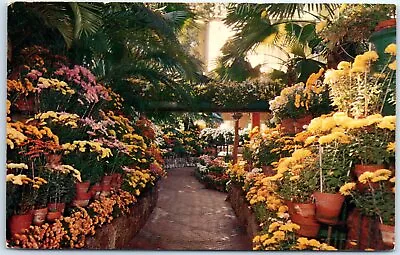 Postcard - Chrysanthemum Display Jewel Box - Forest Park - St. Louis Missouri • $3.46