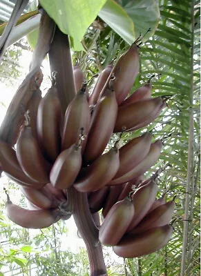 French Banana 8 Seeds - Musa Paradisiaca • $3.99