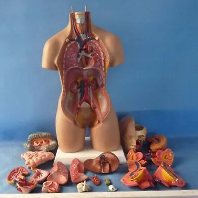 Human Torso Model Assembled Medical Human Anatomy Body Educational Science 55cm • $199.94