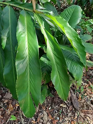 20x Fresh Shell Ginger Getto  Leaves- Alpinia Zerumbet 1 Ft Japanese Cooking • $15