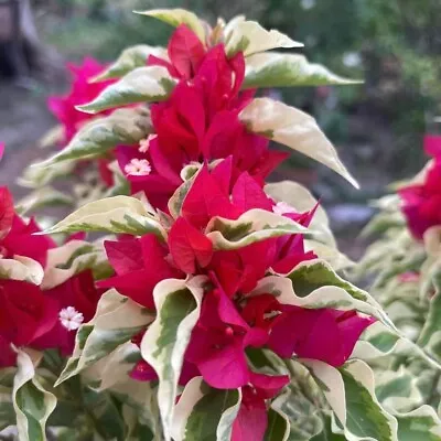 Well Rooted **DRAGON FLAME** Live VARIEGATED Bougainvillea Starter/plug Plant* • $24.99