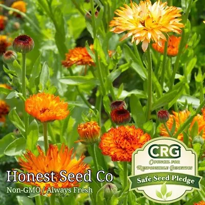 Pacific Beauty Calendula Flower Mix | Fresh Heirloom Flower Seeds USA Ships Free • $3.98