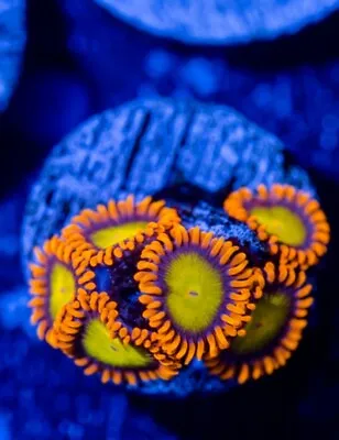 2 Polyp Manderin  Zoa Zoanthid Soft Coral Frag NOT SPS OR LPS • £19.99