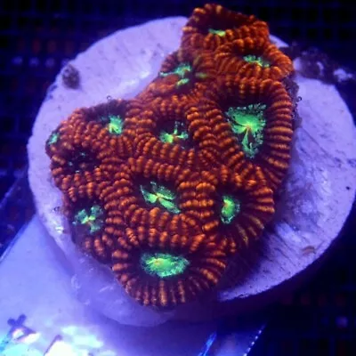 Ultra Aussie Favia Coral Frag WYSIWYG IC 3114 - Indigo Corals • $20