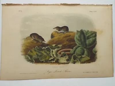 Audubon Quadrupeds Of North America Print Volume 2 1854  Lay's Least Shrew LXX • $7.99
