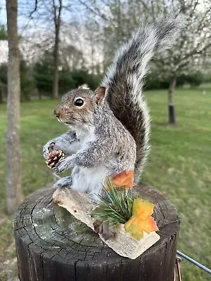 New Taxidermy Gray Squirrel Standing Mount • $139.50