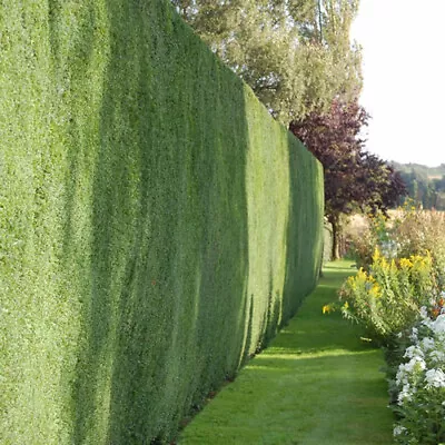 50 X Common Yew Taxus Baccata Evergreen Hardy Dense Hedging Plant In Pot • £119.99