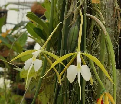Night-Fragrant Orchid Species Epidendrum Parkinsonianum! Lg Flowers Long Leaves • $24.99