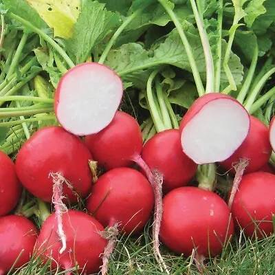 RADISH Cherry Belle 500 Seeds HEIRLOOM - SANDNES FARMS • $3.95