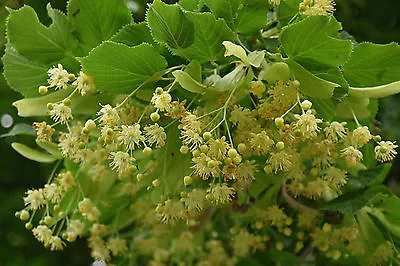 Small Leafed Lime - Tilia Cordata - 25 Seeds - Lovely Native Tree • £1.29