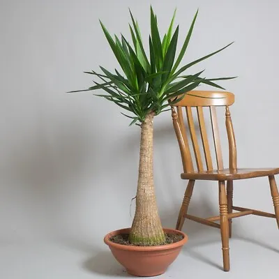 Yucca Elephantipes Plant - Live Premium Evergreen Indoor Houseplant In 33cm Pot • £49.99