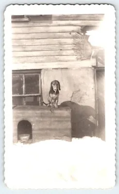Vintage Photo Dog Posing On Dog House 30's 40's Found Art DST9 • $1.50