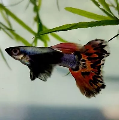 5 Dumbo Mosaic Fancy Guppy Fry - Exceptional Quality - Guaranteed Live Arrival • $27