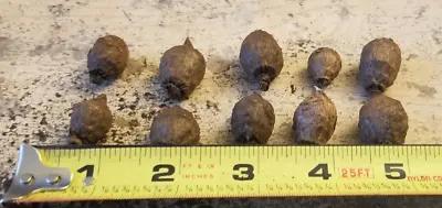 Ten (10) Sauromatum Giganteum Bulbils Tuber Corm Voodoo Lily Bulb Amorphophallus • $20