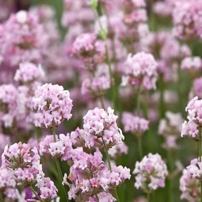 Lavender 2 Varieties 9cm Hardy Perennial Plant • £4.50