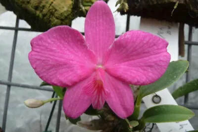 Sophronitis (Cattleya) Wittigiana FS Division • $56