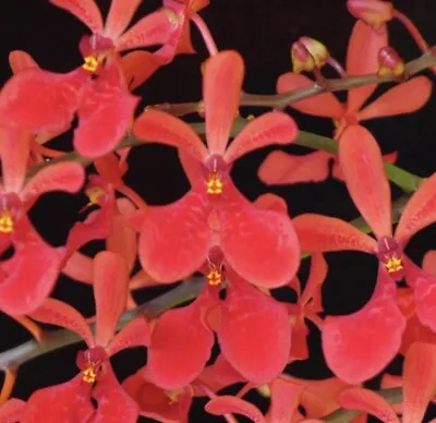 Renantanda Kalsom Red Dragon Orchid Blooming Size Vanda Species Plant • $48.95