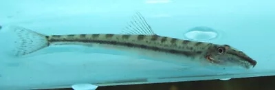 3 Horseface Loaches Live Freshwater Aquarium Fish • $39.99