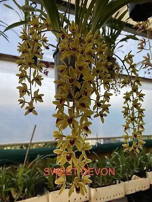 Cymbidium Orchid  SWEET DEVON  'SWEET' • $30