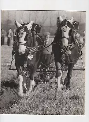 Two Horse Team Ploughing At Show - Wyck Farm Southern Counties 1971 Press Photo • £10