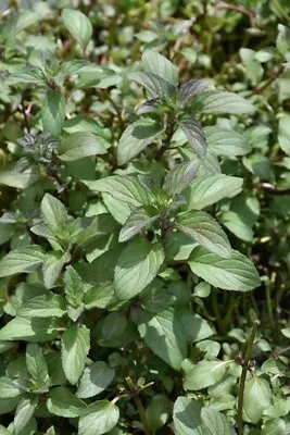 Bare Rooted Live Growing Water Mint Plants - Plug Mint Plant • £35