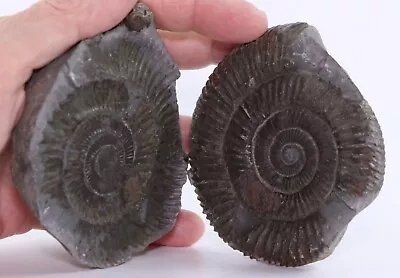 Fossil Ammonite Dactylioceras Pos-Neg Fits Together! Jurassic England COA 5476 • $59.95