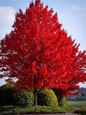 100 Red Maple Seeds - American Maple Seeds Red Leaf Japanese Maple Red Maple • $6.99