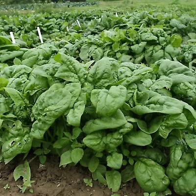 SPINACH WINTER GIANT 65+ Seeds Grow VEGETABLES • $4.48