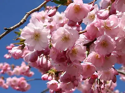 Flowering Cherry / Prunus Accolade 4-5ft Most Reliable & Prettiest Cherry • £32.99