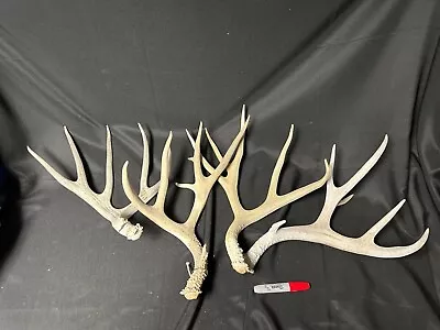 Cool Mule Deer Sheds With Kickers • $75