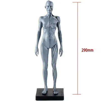 1:6 30cm Human Anatomy Skull Blood Sculpture Head Body Muscle Bone Model Female • $33.24