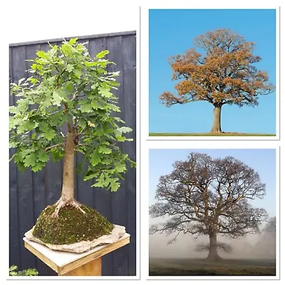 Sessile Oak Tree! Starter Bonsai Tree! 2/3 Years Old. Hardy Outdoor Tree • £6.99