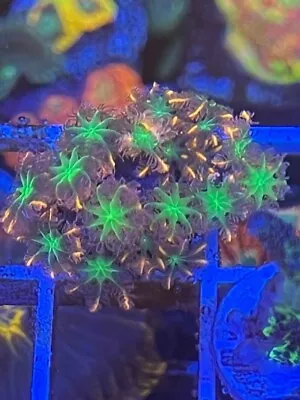 Fire  Work Polyps - Reef Kingdom Coral Salt Water Tank WYSIWYG • $15