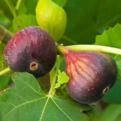 Ficus Brown Turkey | Hardy Fig Fruit Tree | Outdoor 20-30cm Potted Plant • £10.99