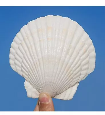 6 Pack 4-5 Inch Large Scallop Shells Sea Shells For Crafting Beach Decor • $15.25