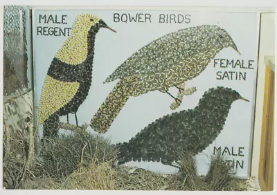 Australia QUEENSLAND Bower Bird Display Made From Butterflies AYR Postcard 1970s • $1.27