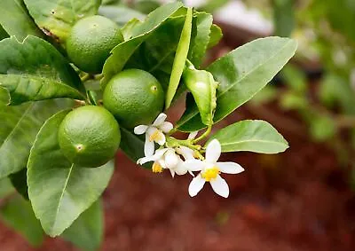 1000Kaffir Lime Seeds Citrus Hystrix Organic 100% Fresh Lime Plant Tree Ceylon • £48.64