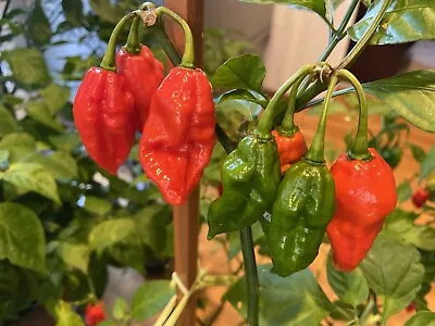 (20) Red Devil’s Tongue Seeds Super Hot Pepper Habanero • $2.50
