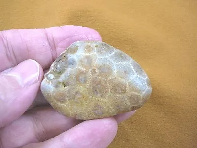 F831-337) 2  Inch Unpolished Petoskey Stone ANCIENT Coral Specimen MI State Rock • $20.99