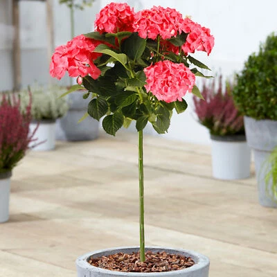 £29.99 • Buy Hydrangea Macrophylla Tree Collection | Potted Lollipop Trees For Small Gardens