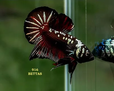 Black Red Dragon Dragon Samurai Betta Hmpk USA Seller  • $21.99