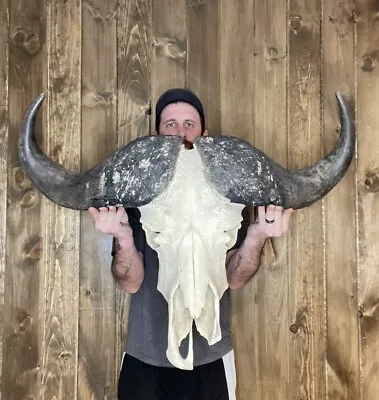 Huge Real Cape Buffalo Skull 35”+ Horn Mount Taxidermy Man Cave Cabin Decor • $399.99