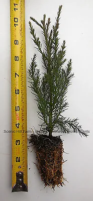 10 Giant Sequoia Tree - California Redwood -  Potted - 5  - 8  Tall Seedling • $56.90