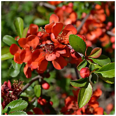Chaenomeles Japonica Sargentii /Japanese Quince In 1.5L Pot Outstanding Flowers • £14.99