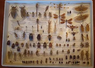 Vintage Entomology Real Insect Display 100 Iinsects  • $49.99