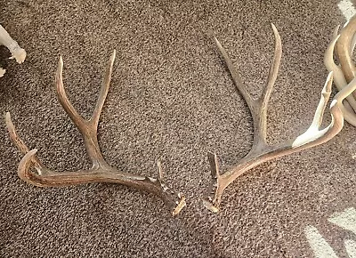 Big Brown Typical Mule Deer Set Antlers Sheds Horns Rack 190  • $849.99