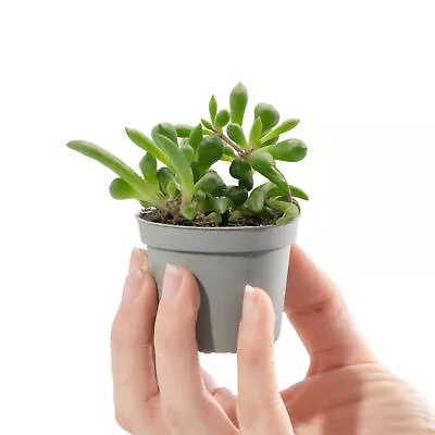 £7.99 • Buy Baby String Of Bananas Senecio Purple Flush Small Indoor Succulent House Plant