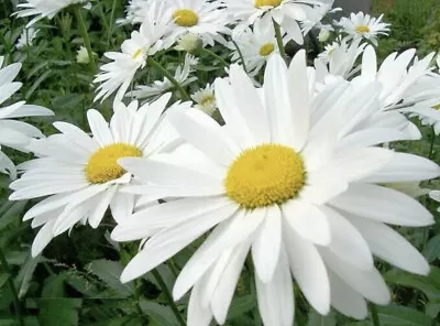 150 X Giant Garden Daisy Chrysanthemum Maximum Perennial Seeds • £1.60